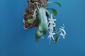 Project#6: Mounting your orchid on cork bark