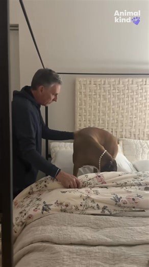 Ever seen a Boxer puppy tucked into bed? Sleep mask, pearl necklace, nothing out of the ordinary here...🐶👑🛌 #animalkind | The Columbus Dispatch