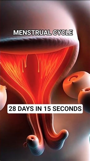 28 Days In 15 Sec | MENSTRUAL CYCLE Explained #shorts #3danimation #periods #menstruation