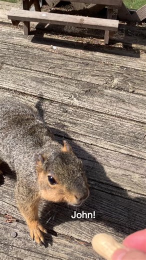 #foxsquirrel #mangia #squirrel