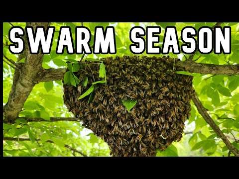 How to Set Up a Nuc Box Swarm Trap (Catch Bees Easily!)