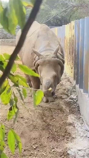 zym workout #song #love #hindisong #bollywood #music