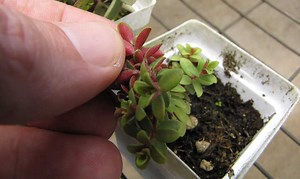 How To Propagate Peperomia in 3 Easy Ways