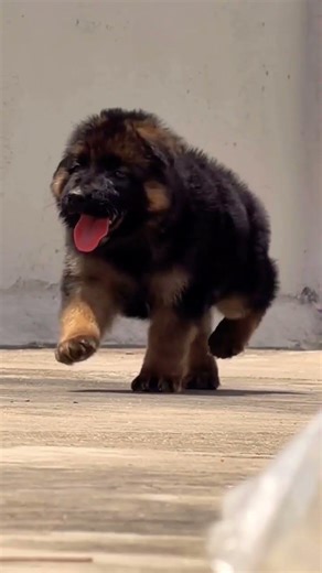 German Shepherd puppy available strong bloodline healthy active trained ready for home contact now