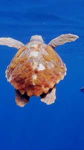 A loggerhead turtle cruisin' the Atlantic with a pilotfish for company. Loggerheads are known to travel vast distances in search of food or nesting grounds, so even though this turtle is young, it's probably already journeyed across a significant stretch of its ocean home. 🎥 : #LifeintheBlue | Earth Touch TV