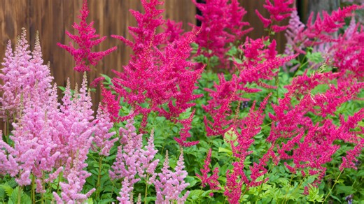22 beautiful companion plants to grow with astilbes for a stunning landscape