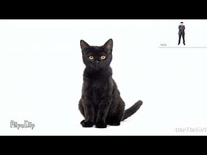 Stock dancing (original cat version)
