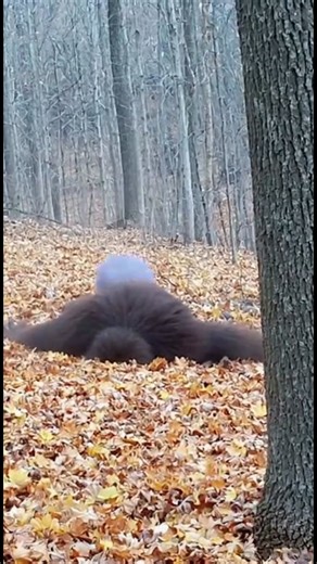 Super clear footage of a bigfoot recorded on trail camera! #bigfoot #sasquatch #fyp #funny | Infinite AI