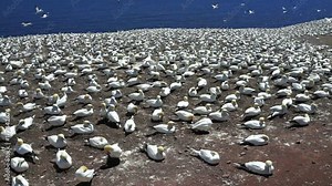 Panning overlook of white gannet bird colony nesting on cliff, flying, walking on Bonaventure Island in Perce, Quebec, Canada by Gaspesie, Gaspe region