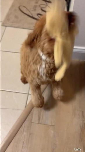 I love to catch my toys 🧸 #cockapoo #cockapoodog #dog #cute #thecutest