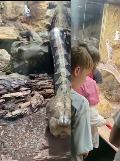 The largest Reticulated Python on display in Romania.
