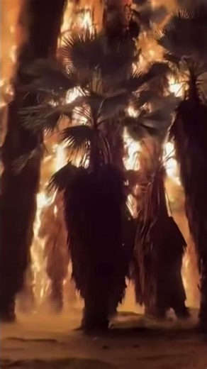 Lightning sparks palm tree fire in San Diego, 2 acres burned. #sandiego #fire #lightningstrike