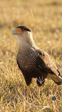 Crested Caracara, the master of opportunity in the wild