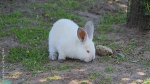 A rabbit in a pen at a breeding farm. Rabbits run, jump, and rest in an organic farming setup. Sunny weather. Sustainable animal husbandry.