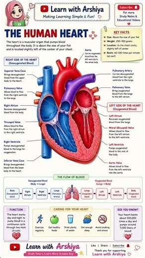 ❤️ Human Heart Explained | Parts, Functions & Blood Circulation | Learn with Arshiya