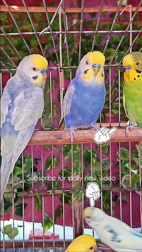 Singing Budgie - Happy Song | Most Beautiful Budgie Songs Ever | Parakeets Chirping Sounds HDR10