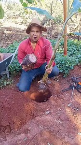 Qual melhor jeito de plantar bananeiras? #agricultura #banana #plantio #dicas | Antonio Marcos Ferreira