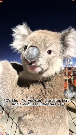 I really want to have a koala🐨😭#funny #fyp #koala #zoo #cute