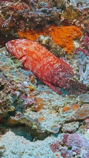 The clever shadow: watch a Day Octopus use a snapper as cover encountered while diving Nusa Penida.