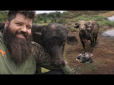 Nasceu os primeiros búfalos pintados