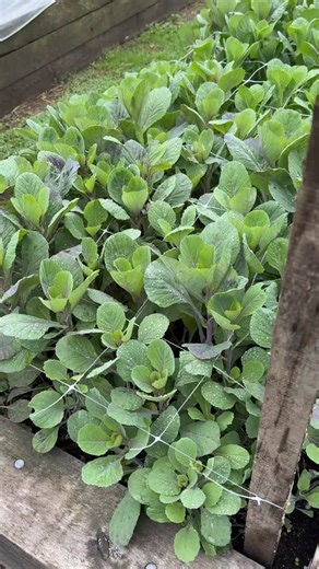 26 reactions | Cut-flower kale looking great after torrential rain. Be sure to install flower support netting on theses tall top heavy stems. Tap the shop for seed, flower support netting, and “The Cut Flower Handbook” to learn how to do it all. #gardenersworkshopfarm | The Gardener's Workshop | Facebook