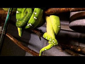 Emerald Tree Boas Breeding!