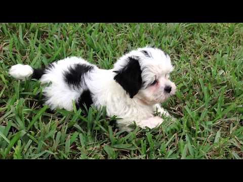 Beautiful Black and White Maltese Shih Tzu Pups for sale in Florida