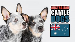20K views · 142 reactions | 6 Facts About The Australian Cattle Dog | Talkin' Dogs List Show | Continental Kennel Club, Inc. | Facebook