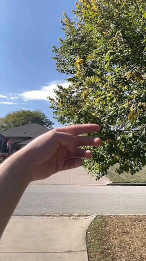 🍃Fall dancing 🍂 - - - - #bird #fall #fallvibes #parrot #freeflight #flyingfree | Bird Tails