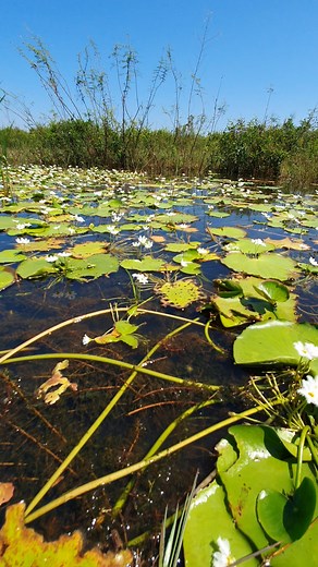 813K views · 10K reactions | Gentle Flooded Lands – Snails & Crabs in Peaceful Nature 呂 #nature #fields #niceplaces #flooded | Nice View HD | Facebook