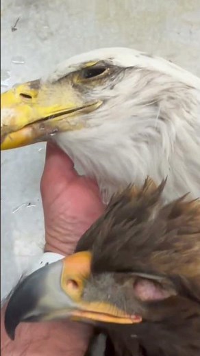 Golden Eagle vs Bald Eagle, which is bigger?