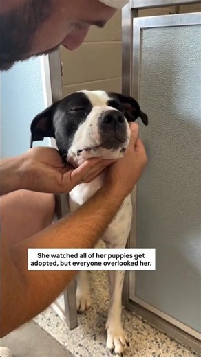 Mama Moo Waited Longest At The Shelter. Today Was Her Day. 🥺🐶