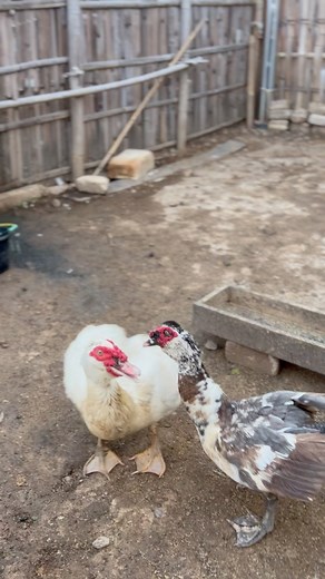 Angry duck 🦆🔥 #muscovyduck #angryduck #animals #reals #farming | Duck Go