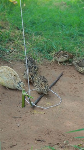 Unique Bird Trap #youtubeshorts #shorts