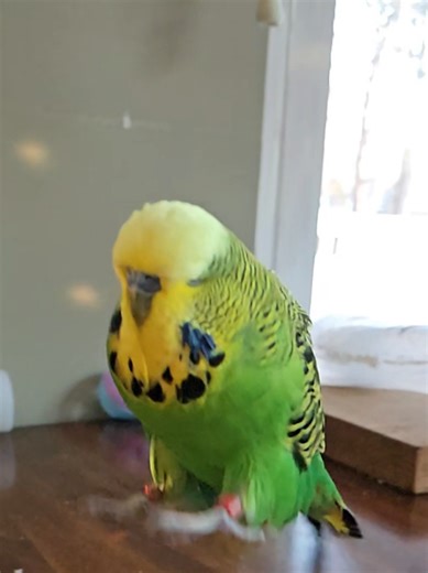 training for Olympics! #parrotsoftiktok #viral #fyp #jump #runslowmocharlie