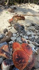 Beach mates. They're fun to watch, but hide your keys! While the red crab migration is something to behold, we also love the Robbers. The island is home to the world's largest protected population and you can see them year-round. 🥥🦀💙 #seeaustralia Capture: @amy_mack_ | Christmas Island Tourism