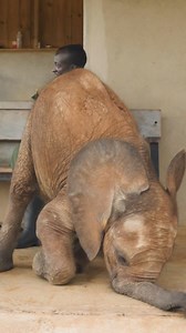 1.4M views · 33K reactions | Desperately trying to command the...