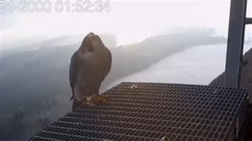 Dobra似乎出现了新的雌性 背景发出踩背（尖叫）的声音 20250204 Dobra Emitel