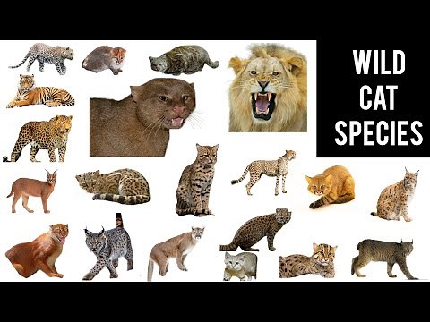 All species of wild cats || wild cat vocabulary || all 41 species of wild cat