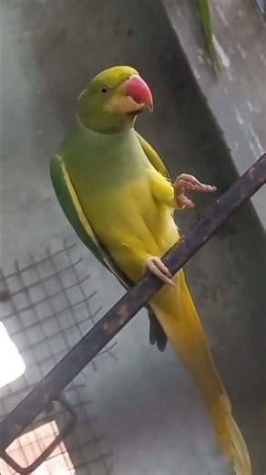 Green Opaline Ringneck parrot | Clear head clear tail indian Ringneck parrot #shorts #shortvideo