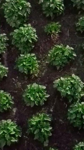 Sange Sange Balma jala ho Baiganwa ke khet me#Song#Short Video#