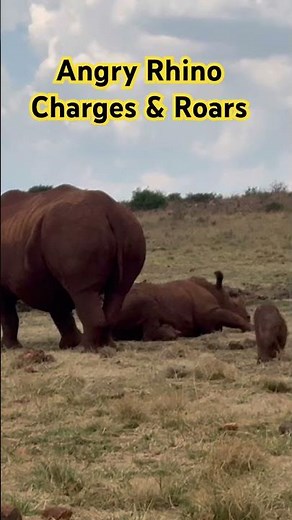 Angry Rhino Charges & Roars! 🦏🔥 #Shorts #naturelovers #wildlife #animals
