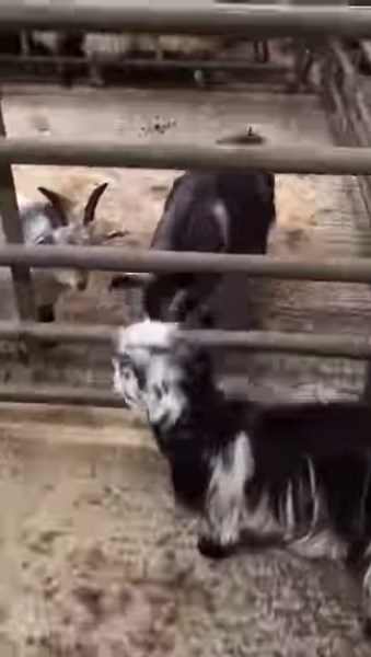 5.2K views · 16 reactions | 朗They are here! ➡️Sale 11am - Goats, In Lamb Ewes and Store Hoggs Cast Sheep and Prime Hoggs underway Cafe open #pygmygoats | Gisburn Auction Mart | Facebook