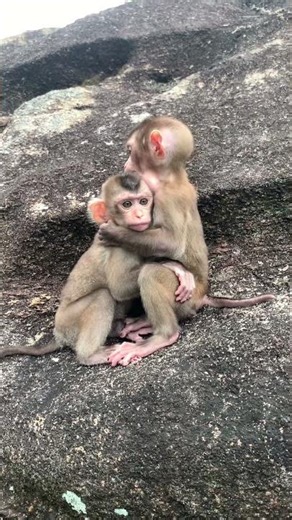 The two monkeys were sitting and comforting other, telling each other not to be sad.
