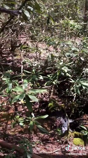 What I’ve been waiting for #springermountain #appalachiantrail #thruhike #backpacking #hiking