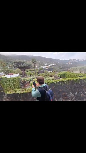 128K views · 2.3K reactions | 世界最獨特的龍血樹 Dragon Tree 帶您親眼看到 | 眭澔平 | Facebook