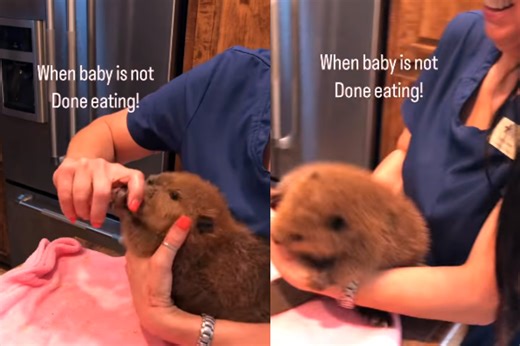 Watch viral: Baby beaver grabs to food in this adorable video