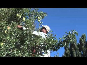 Bartlett Pear harvest