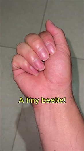 Have You Ever Seen a Tiny Longhorn Beetle?