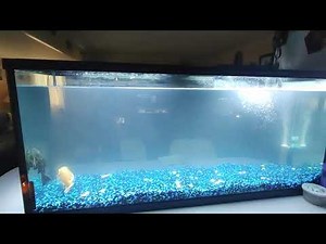 Bacterial Bloom in new tank set up!!! part 1